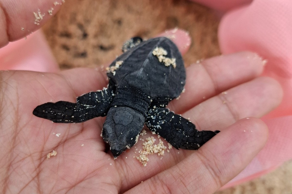 Tukik di Malaumkarta