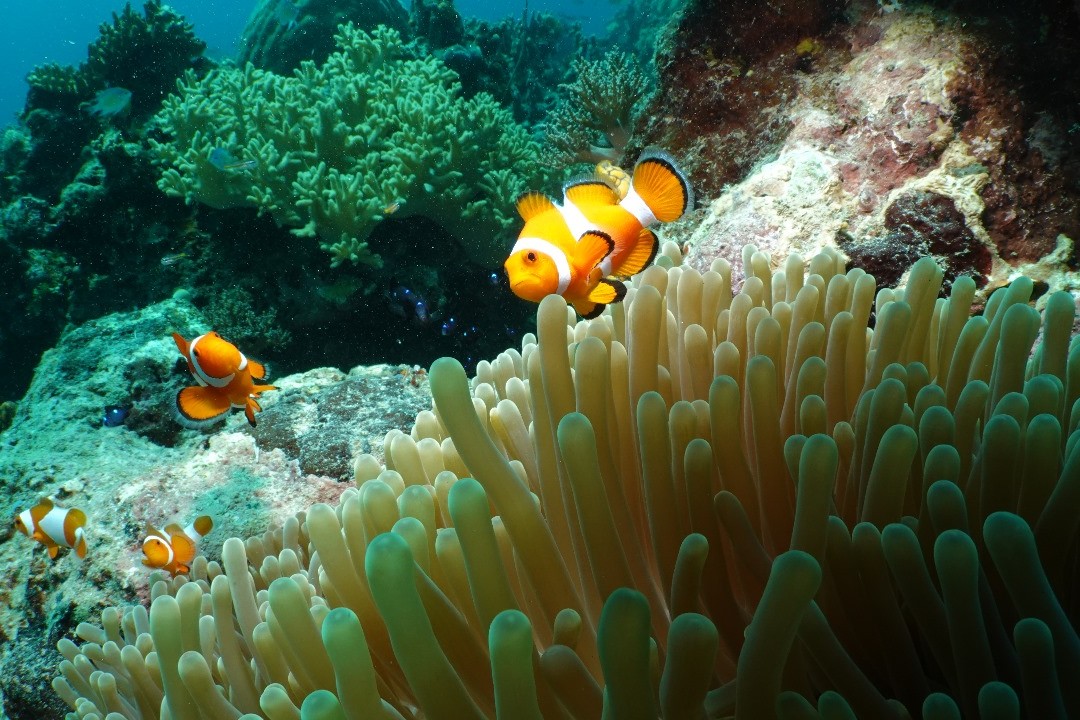 Ikan badut di anemon